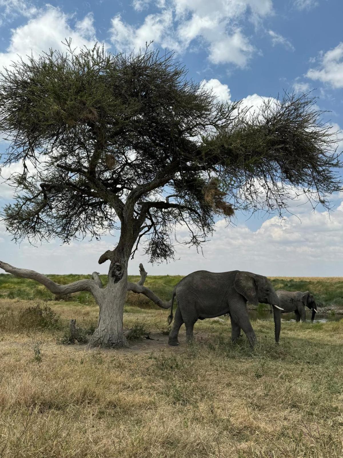 Maasai Eco Boma & Lodge - Experience Maasai Culture Makuyuni Bagian luar foto