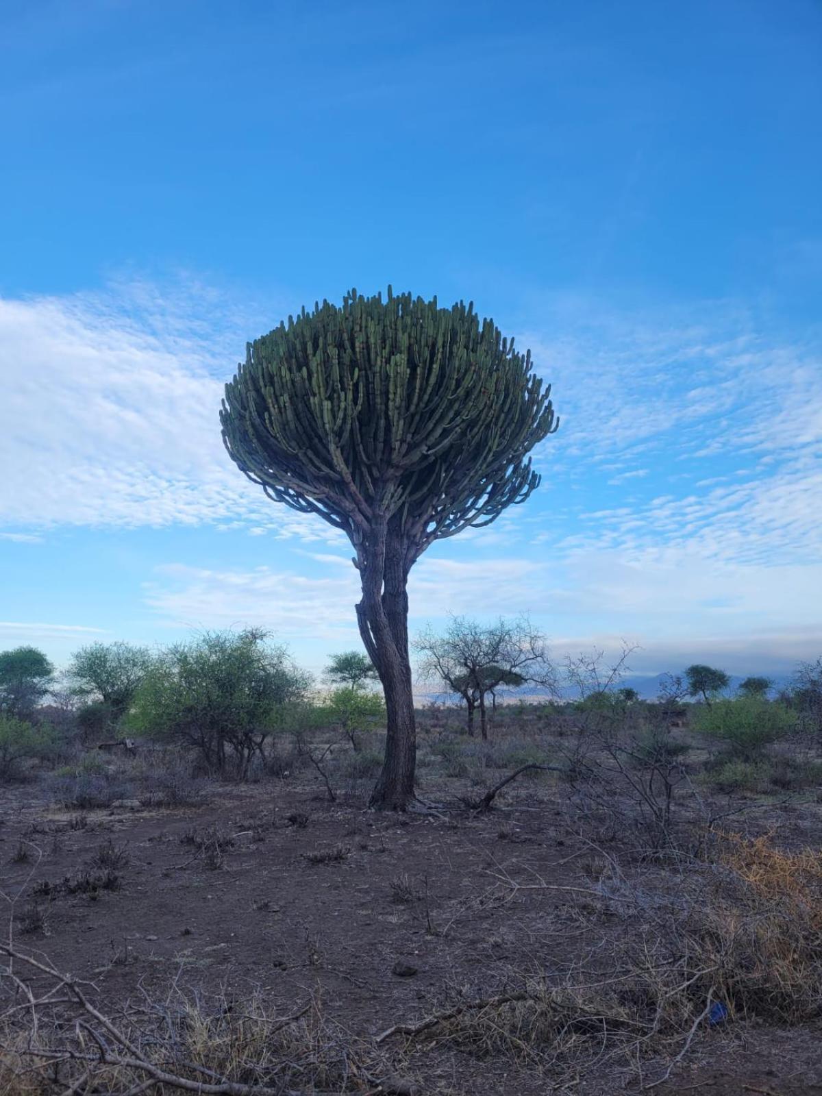 Maasai Eco Boma & Lodge - Experience Maasai Culture Makuyuni Bagian luar foto
