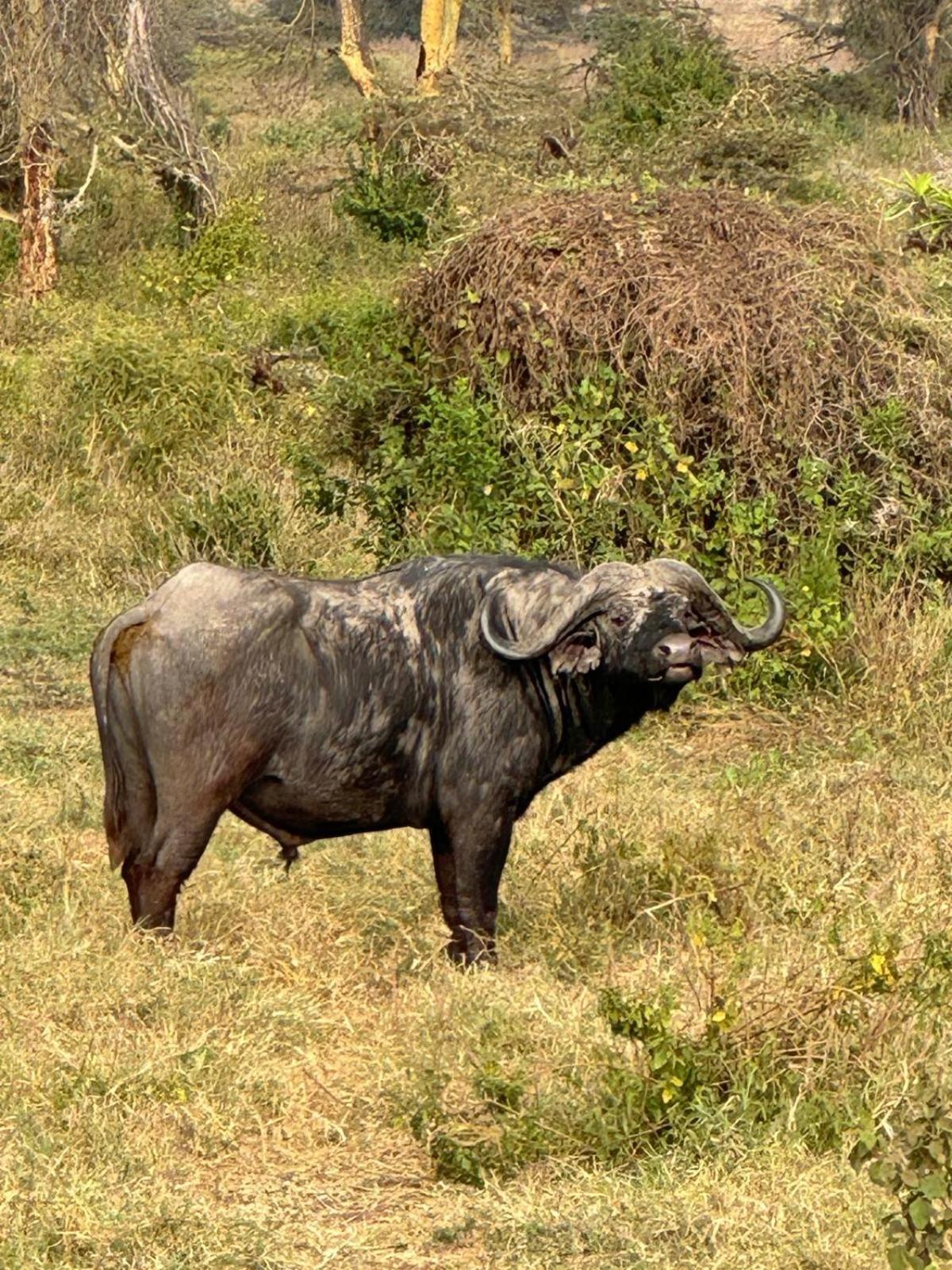 Maasai Eco Boma & Lodge - Experience Maasai Culture Makuyuni Bagian luar foto